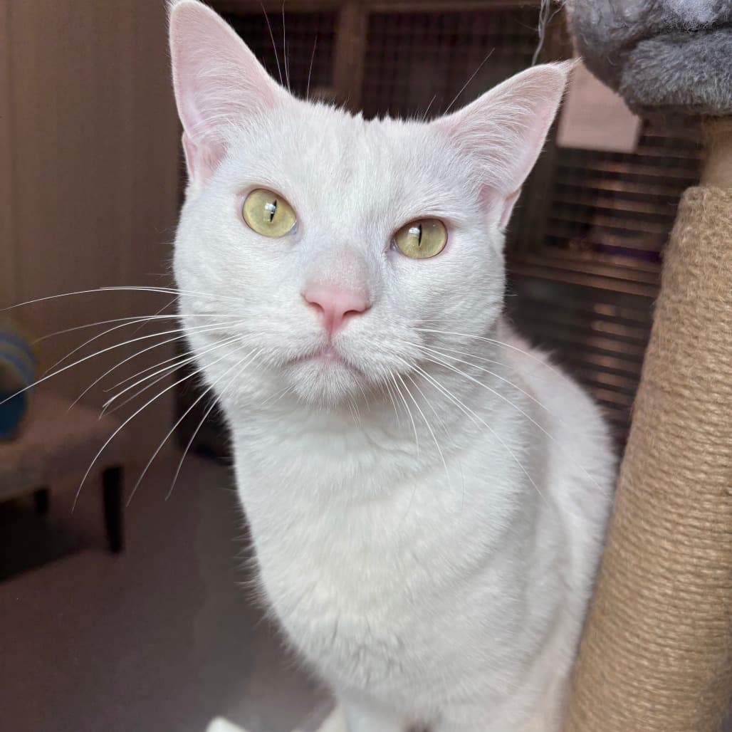Atticus - Domestic Medium Hair / Domestic Medium Hair cat available for adoption at North East SPCA in Melfort