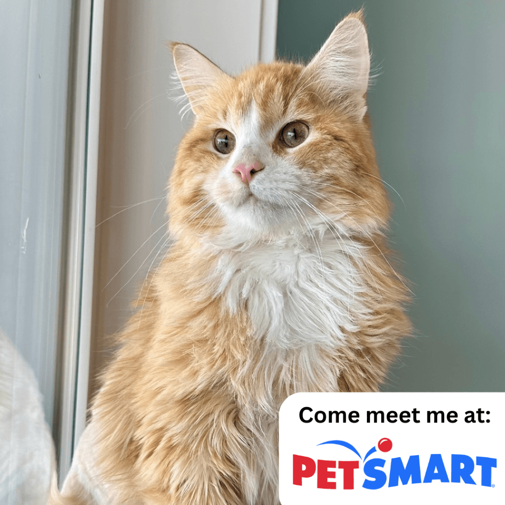 Tails - Domestic Longhair cat available for adoption in Calgary