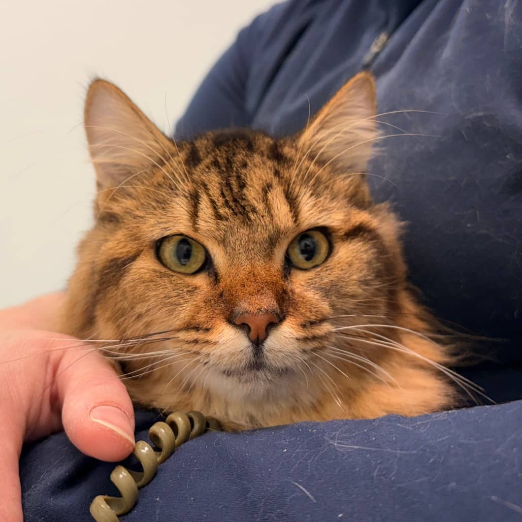 Ernest - Domestic Medium Hair cat available for adoption at Saskatoon SPCA in Saskatoon