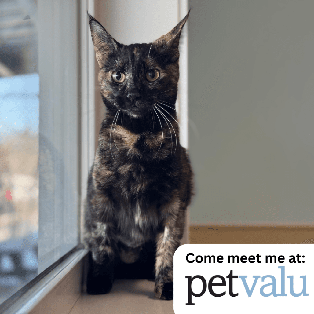 Tundra - Domestic Longhair cat available for adoption in Calgary