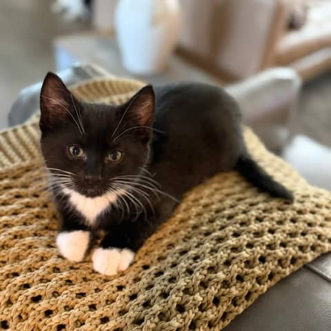 Marty - Domestic Shorthair cat available for adoption at SCARS in Edmonton (1 of 6)