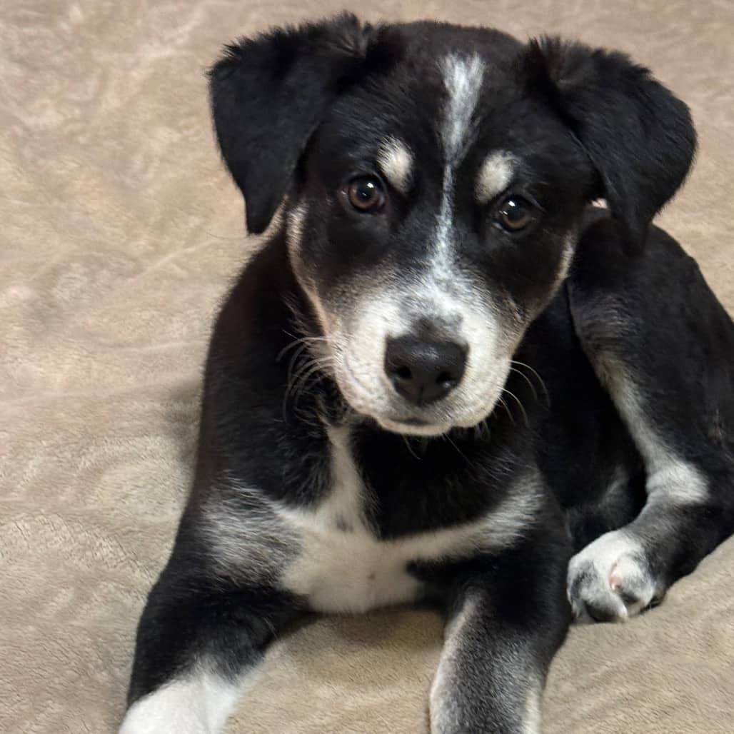 Pax - MIXED BREED available for adoption