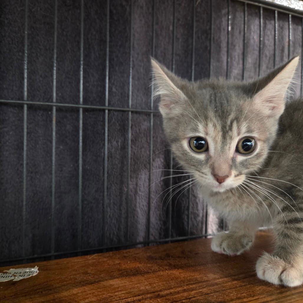 Swiss Roll - Domestic Shorthair available for adoption