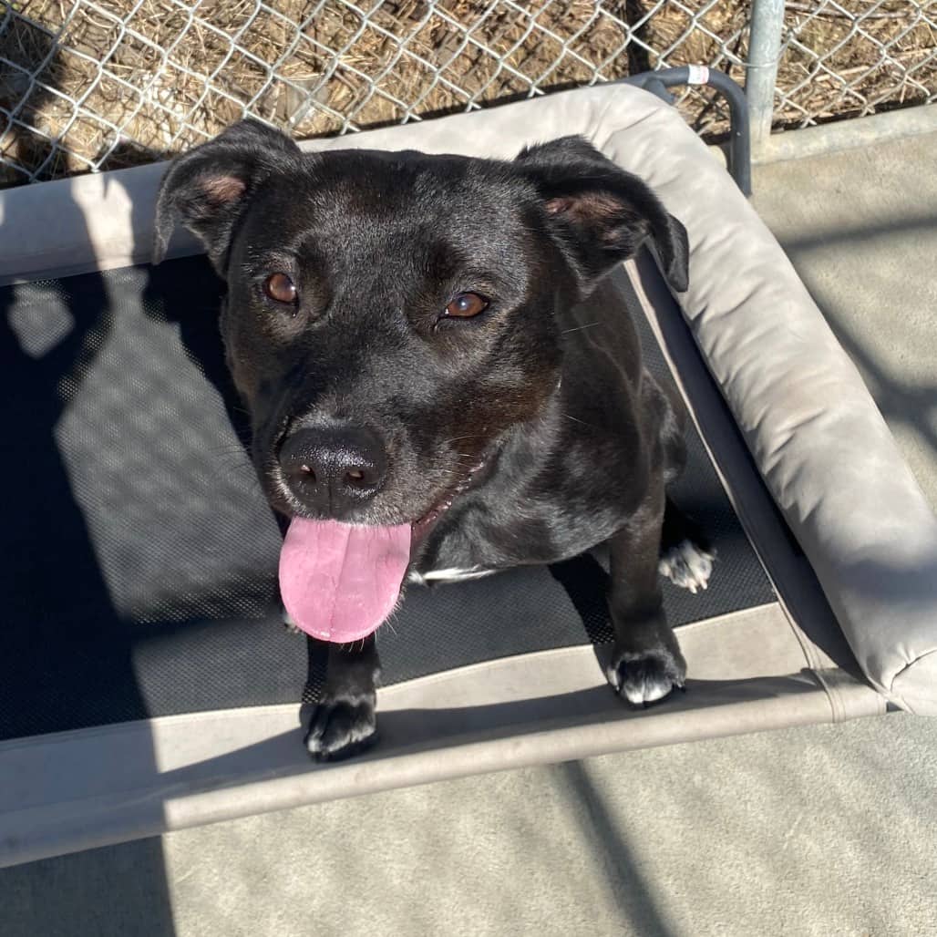 Dolly - Terrier, American Staffordshire available for adoption in Saskatchewan