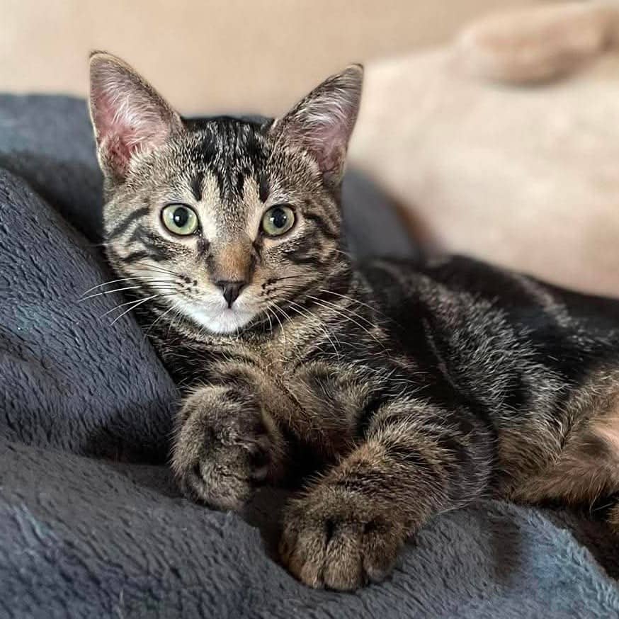Ross - Domestic Shorthair / Domestic Shorthair cat available for adoption at North East SPCA in Melfort