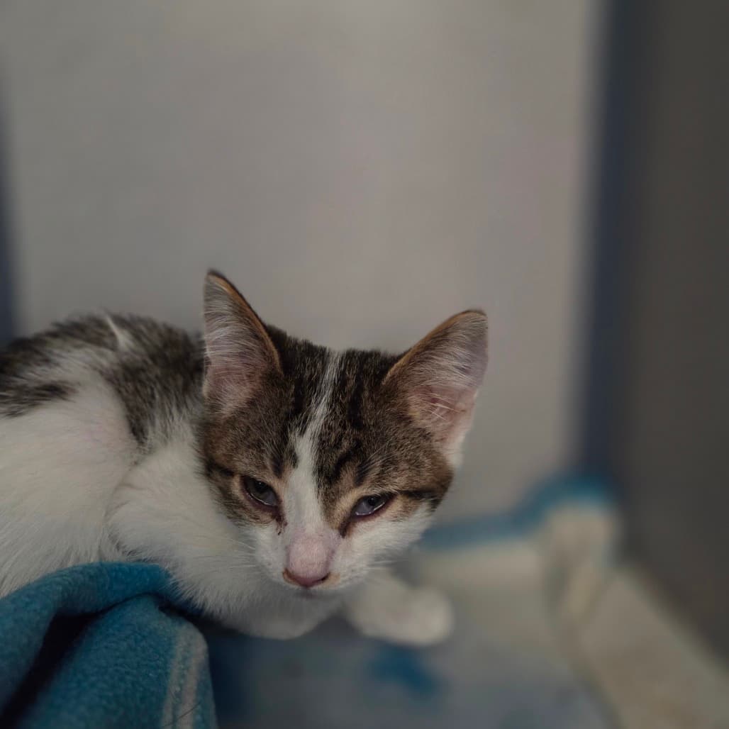 Oat - Domestic Shorthair available for adoption