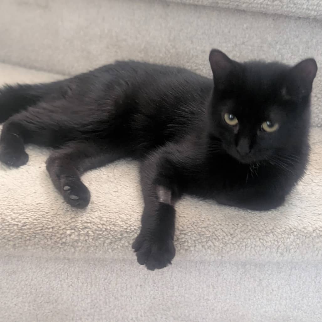 Licorice - Domestic Shorthair cat available for adoption at SCARS in Edmonton (1 of 6)