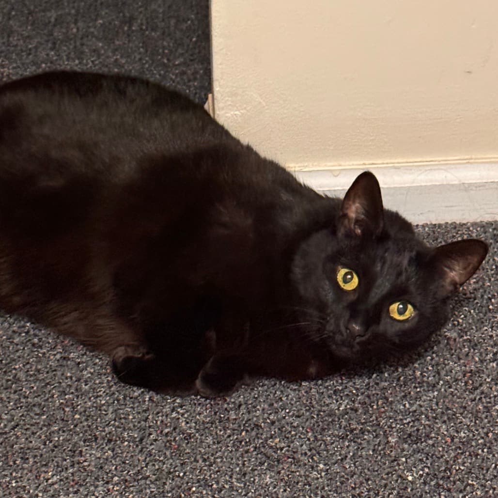 Rain - Domestic Shorthair cat available for adoption at Vancouver Orphan Kitten Rescue Association in British Columbia