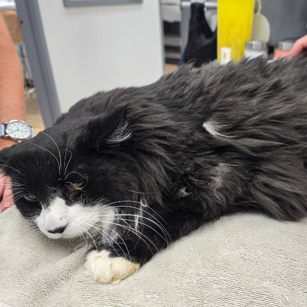 Socks2 - Domestic Longhair available for adoption