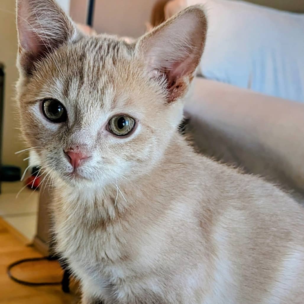 Lasagna - Domestic Shorthair cat available for adoption at Saskatoon SPCA in Saskatoon