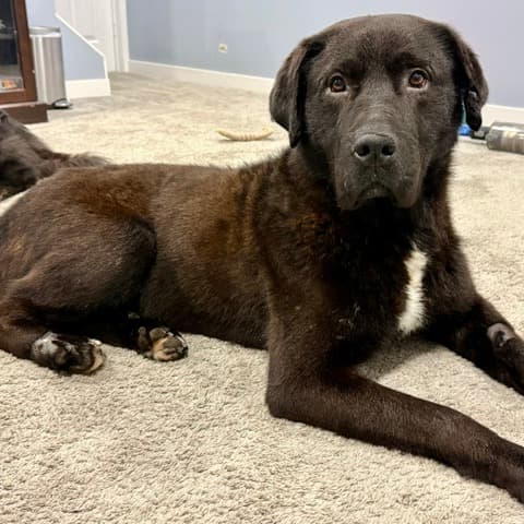 Nibbles - RETRIEVER, LABRADOR/MIX available for adoption in Calgary
