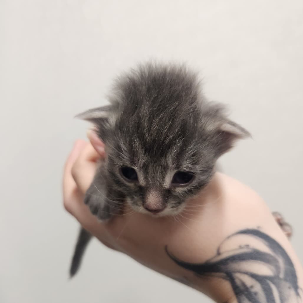 Tiramisu - Domestic Medium Hair cat available for adoption at Battlefords Humane Society in Saskatchewan