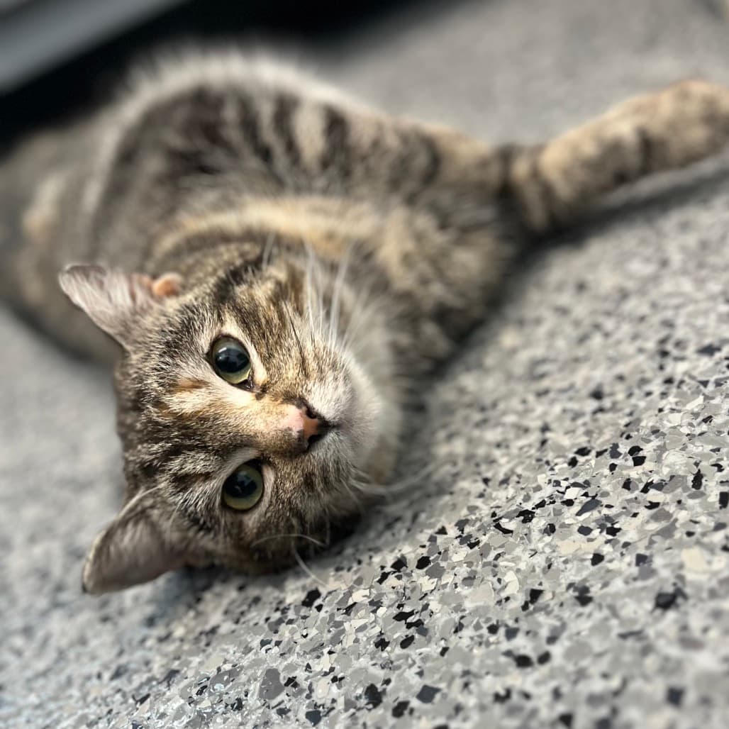 Rukia - Domestic Shorthair cat available for adoption at Battlefords Humane Society in Saskatchewan