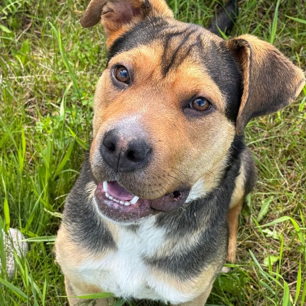 Mini Rig - SHEPHERD/MIX available for adoption