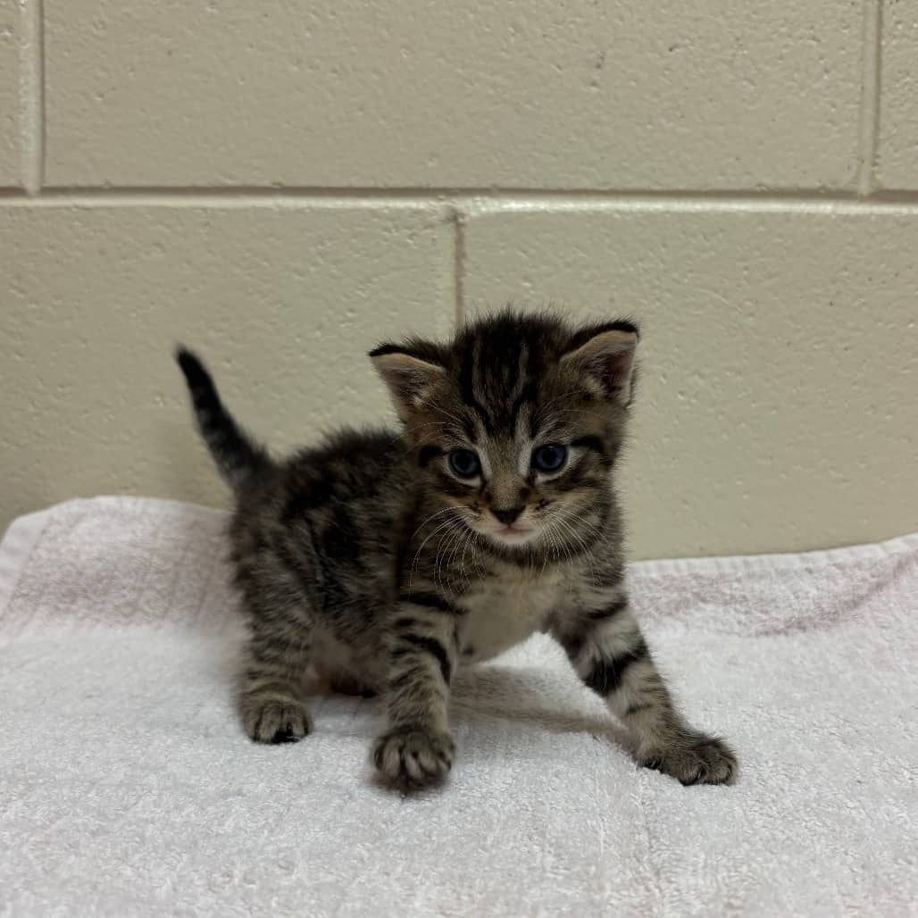 Almond - Domestic Shorthair available for adoption