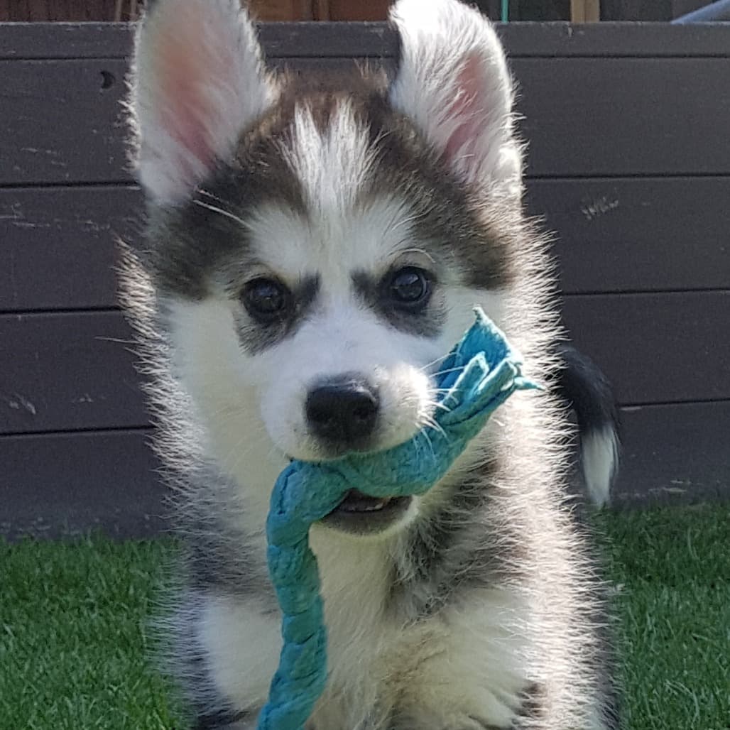 Nala - Husky available for adoption at Saskatoon SPCA in Saskatchewan