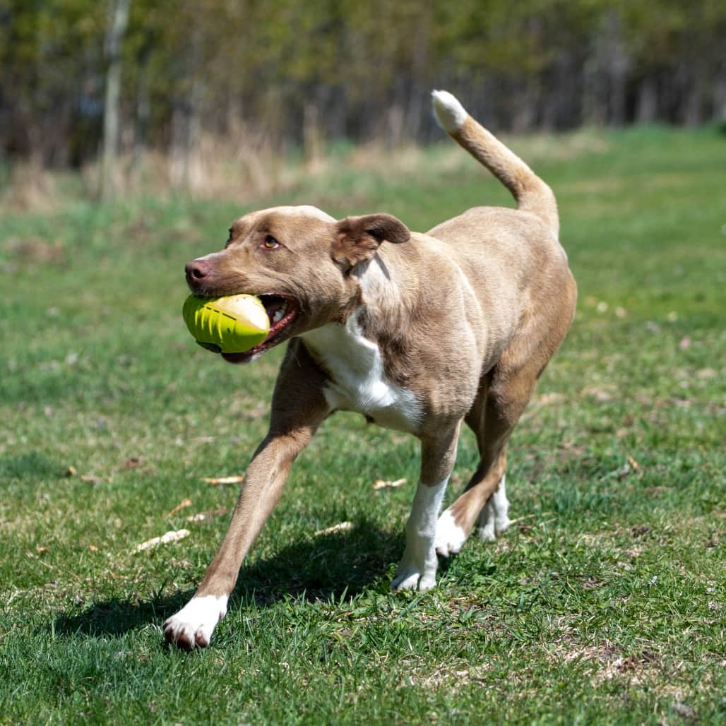 Pop Tart - MIXED BREED available for adoption