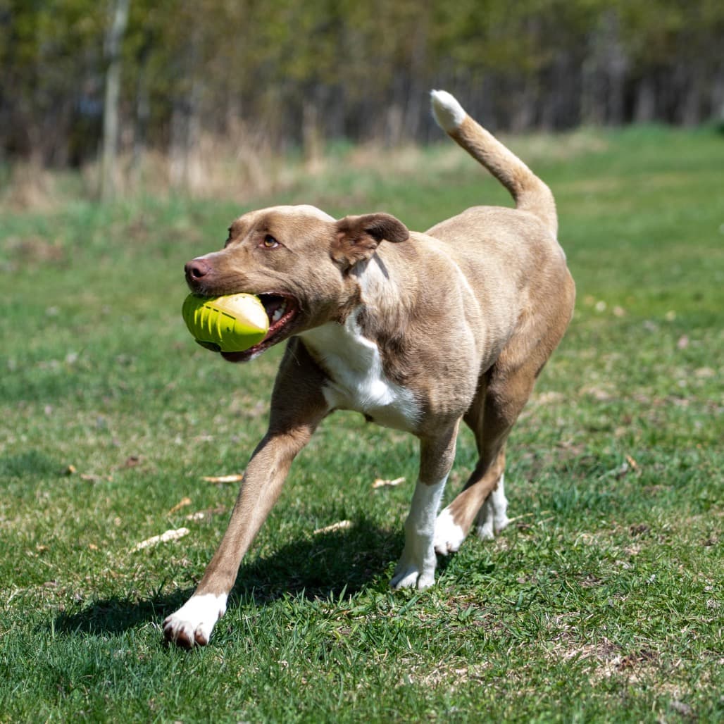 Pop Tart - MIXED BREED available for adoption