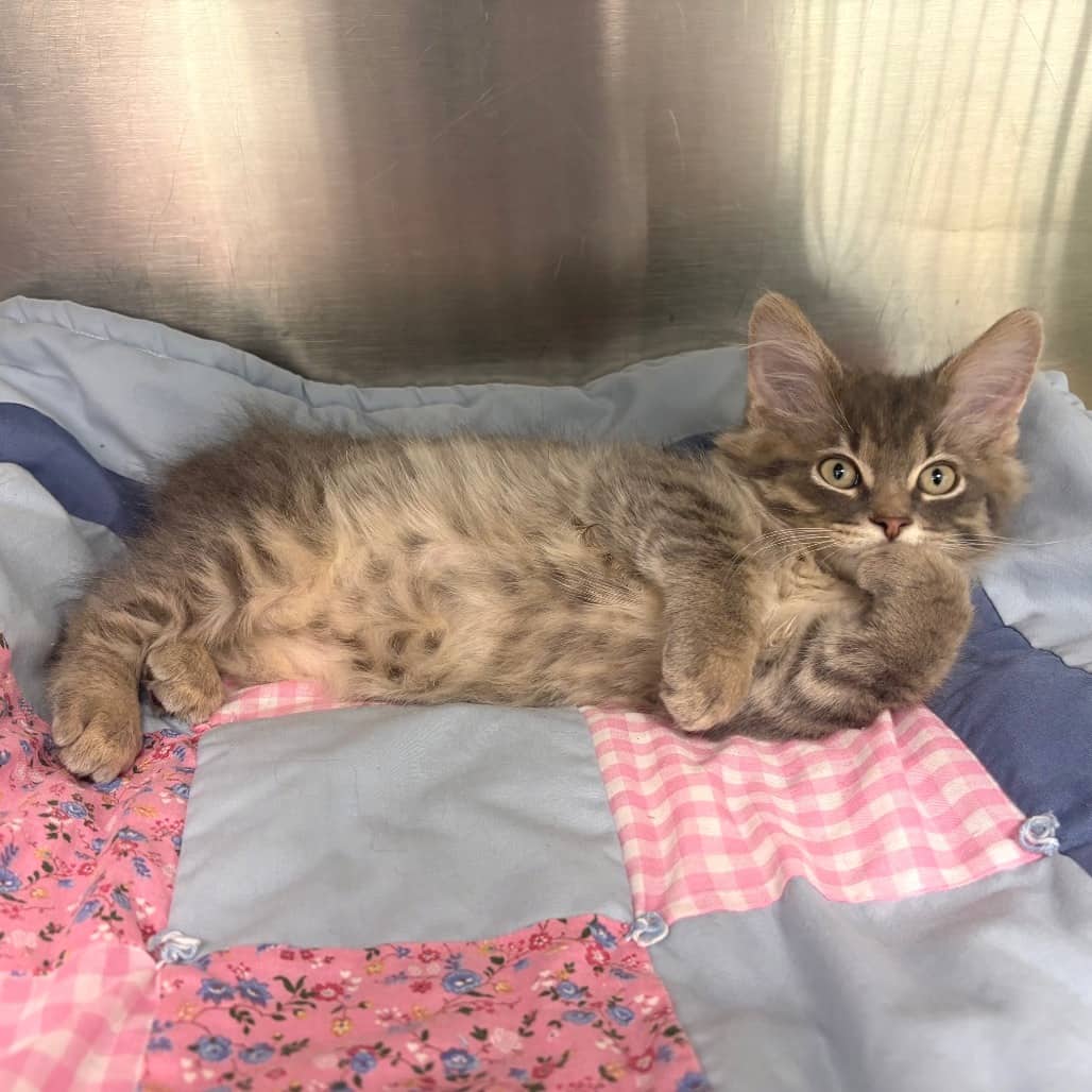 Kraft Dinner - Domestic Shorthair available for adoption