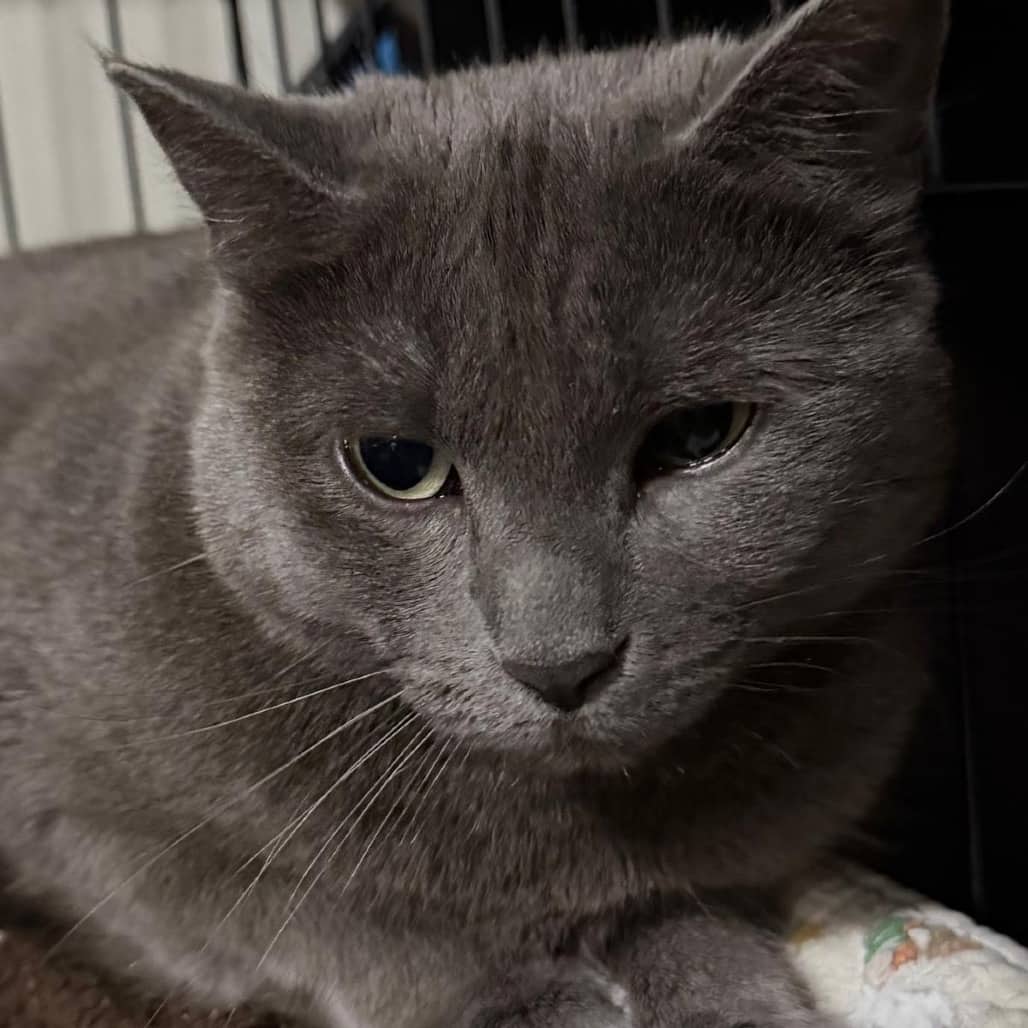 Alaska - Domestic Shorthair available for adoption