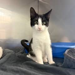 Kelly - Domestic Shorthair cat available for adoption at SPCA Swift Current in Swift Current