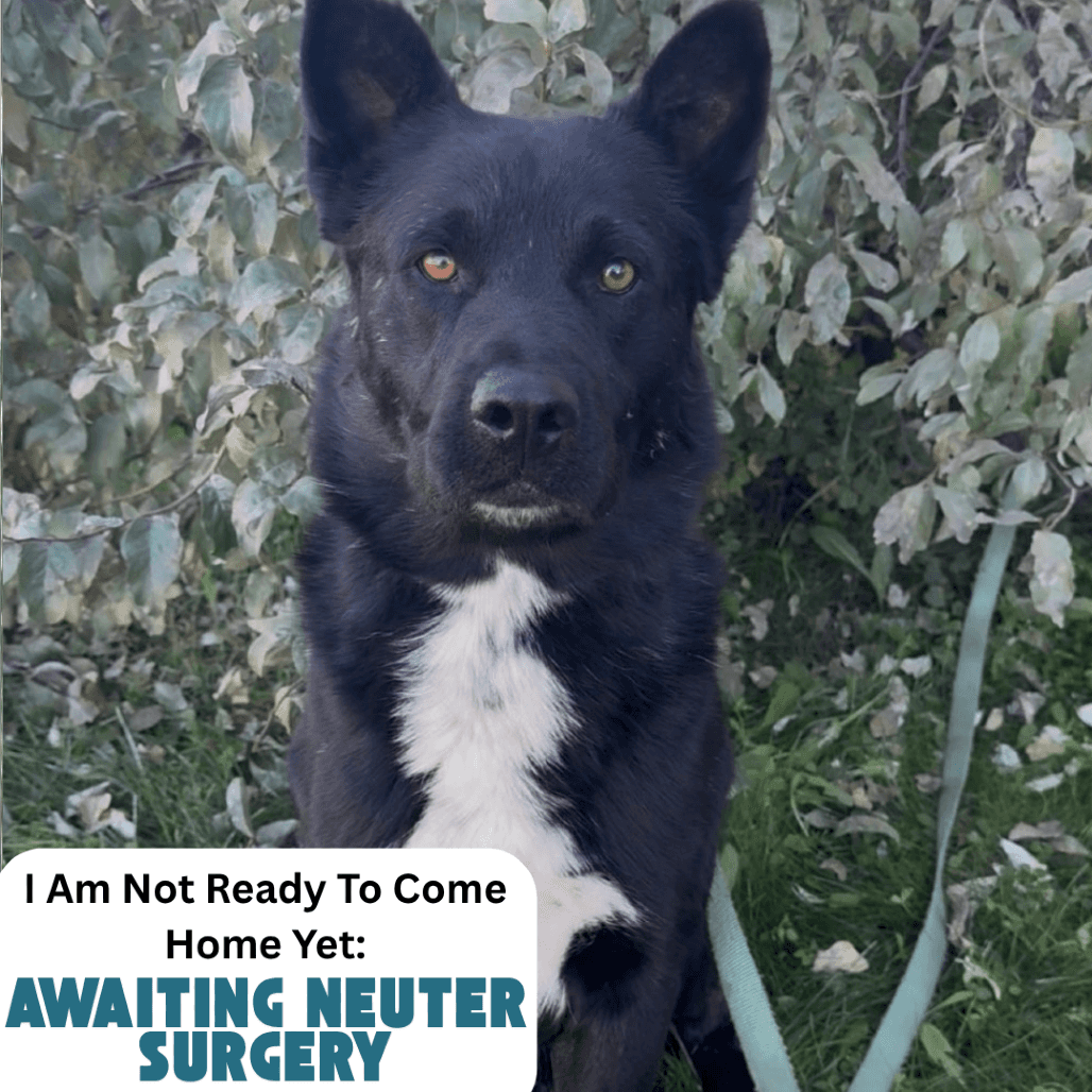 Lukas - Mixed Breed (Medium) available for adoption in Calgary