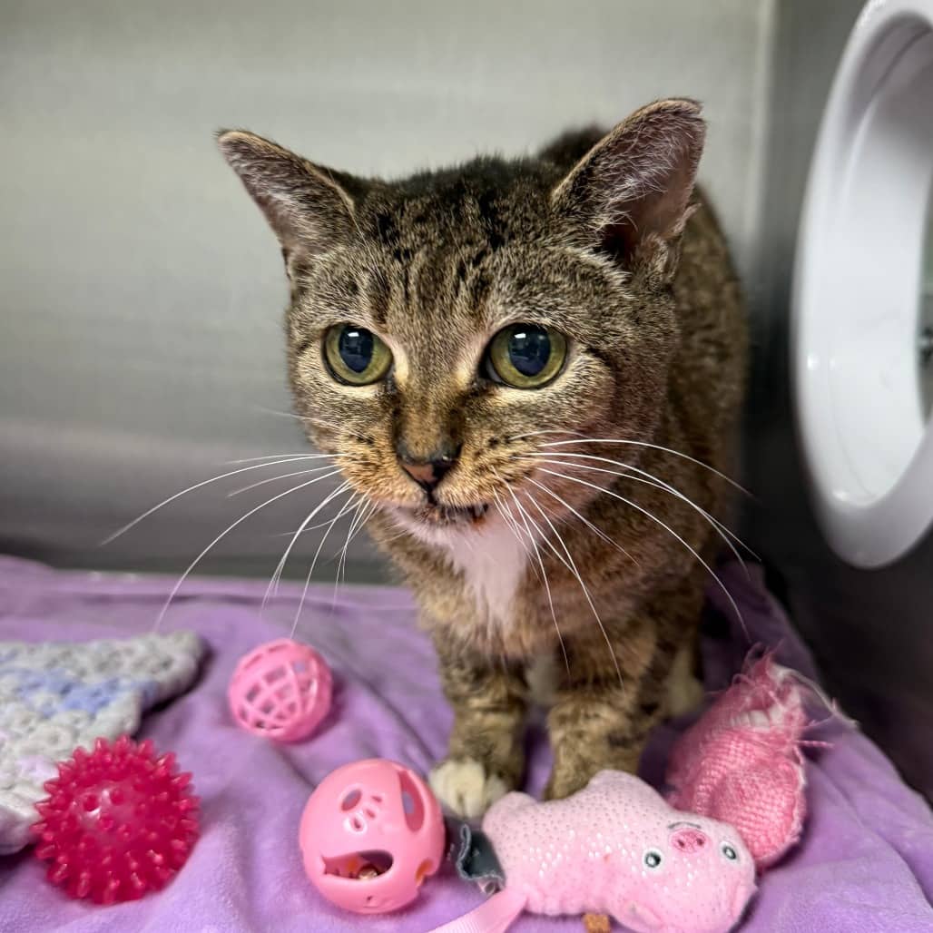 Myrtle - Domestic Shorthair cat available for adoption in Saskatchewan