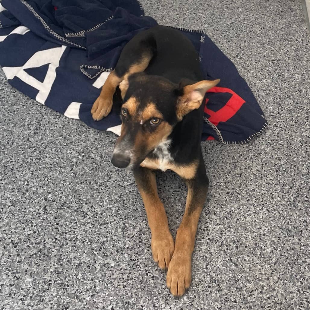 Fret - Shepherd / Kelpie, Australian available for adoption in Saskatchewan