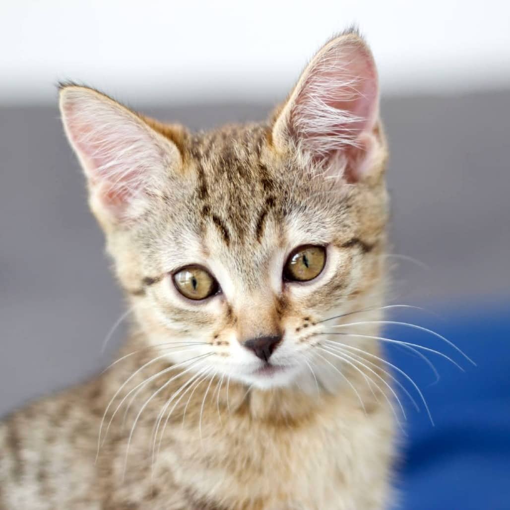 Daphne - Domestic Shorthair available for adoption