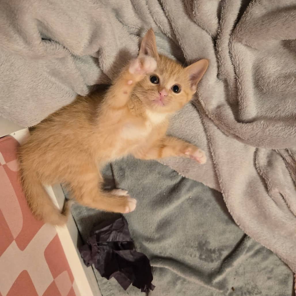 Linguine - Domestic Longhair available for adoption