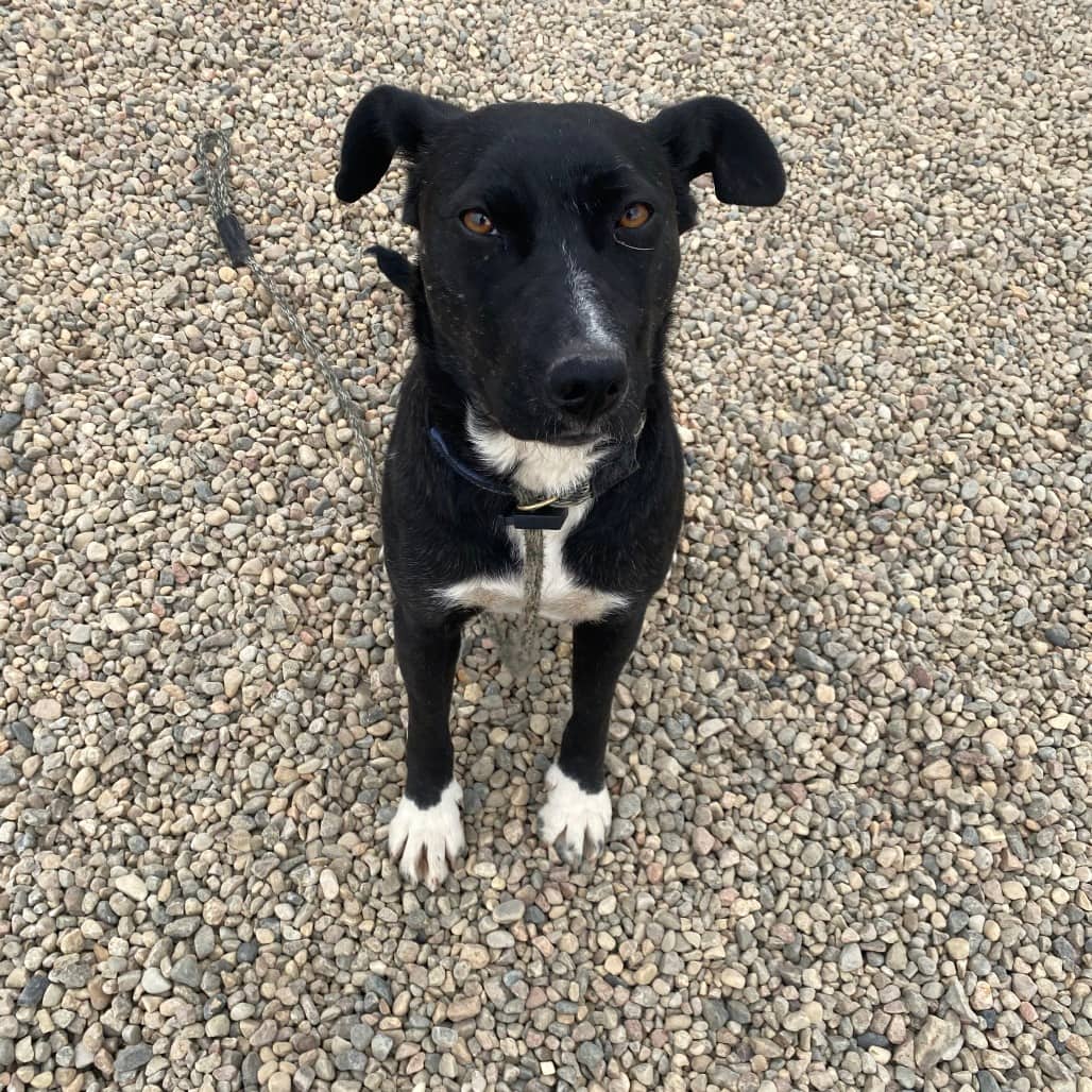 Nixie - Mixed Breed (Medium) available for adoption