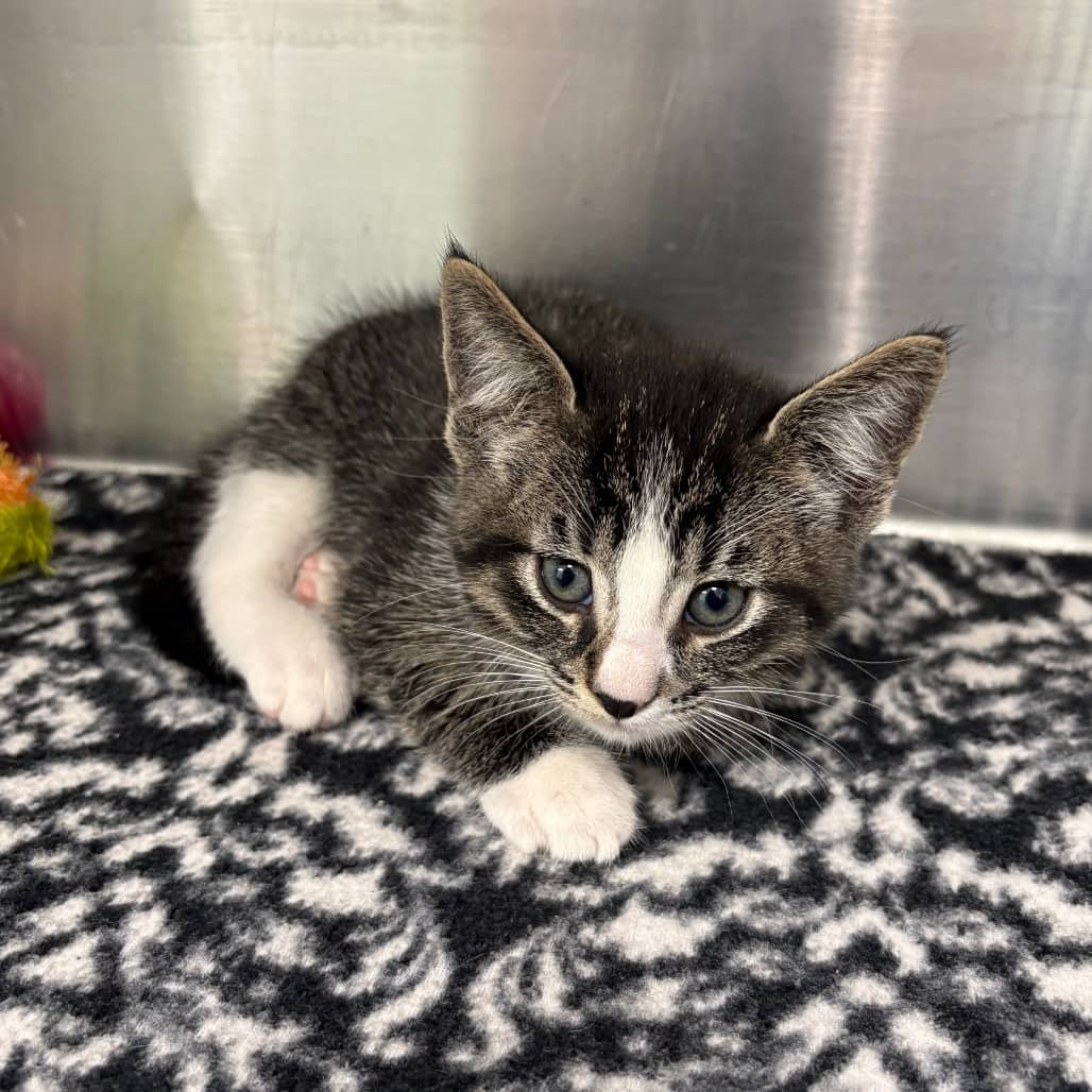 Gilbert - Domestic Shorthair cat available for adoption at Saskatoon SPCA in Saskatoon