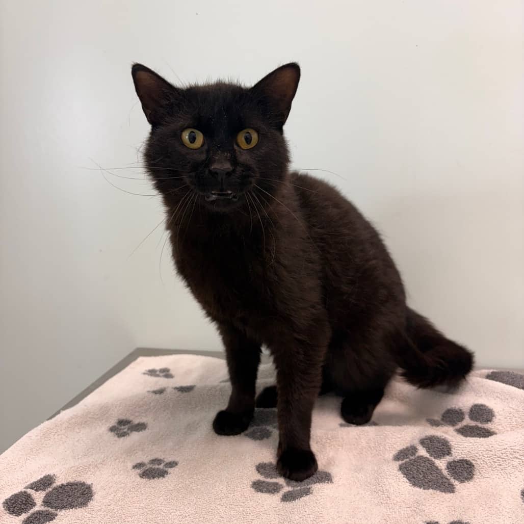 Friday - Domestic Shorthair available for adoption