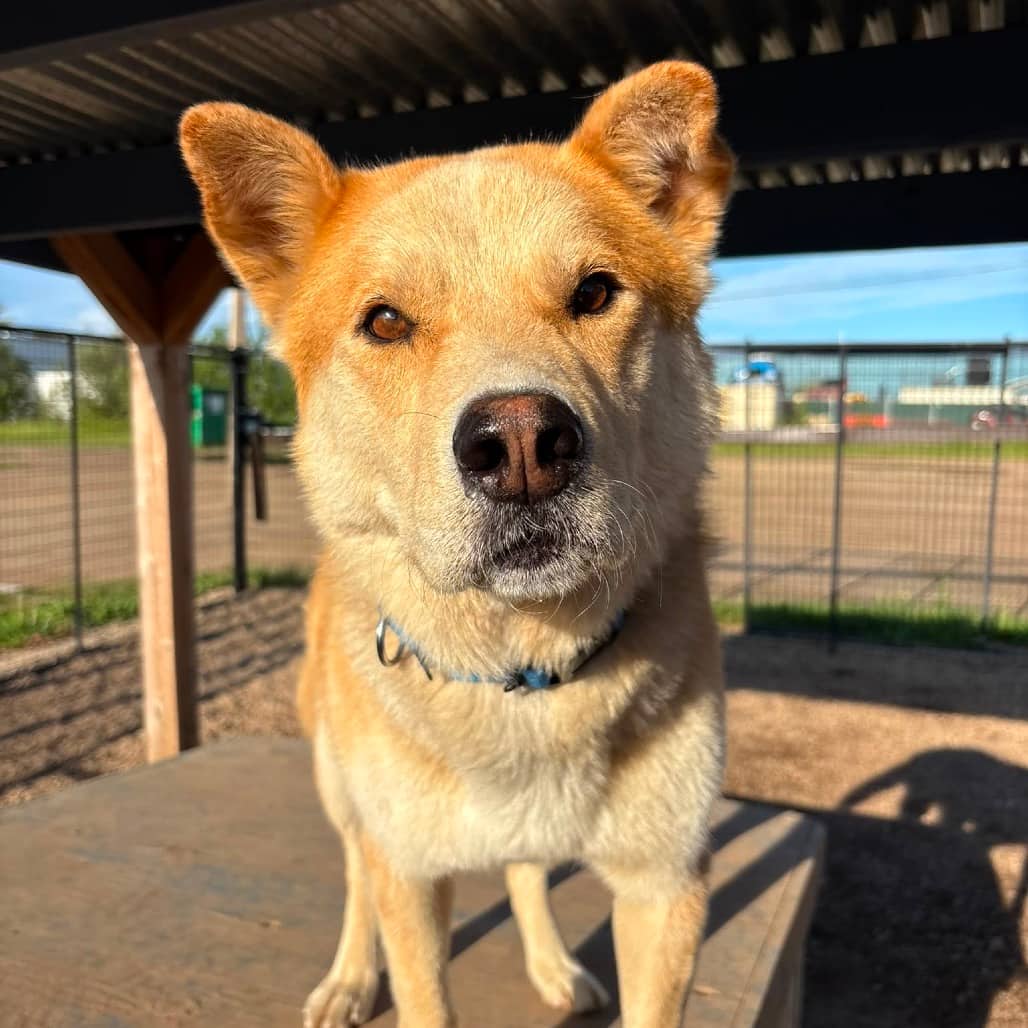 Copper - HUSKY, SIBERIAN/MIX available for adoption in Alberta