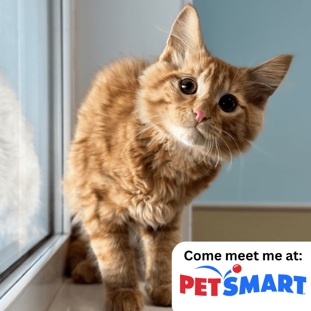 Simba - Domestic Medium Hair cat available for adoption at Prince Albert SPCA in Prince Albert