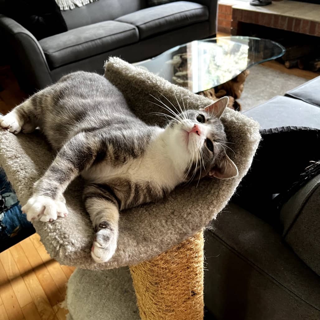 Jermaine - Domestic Shorthair cat available for adoption at SCARS in Edmonton (1 of 6)