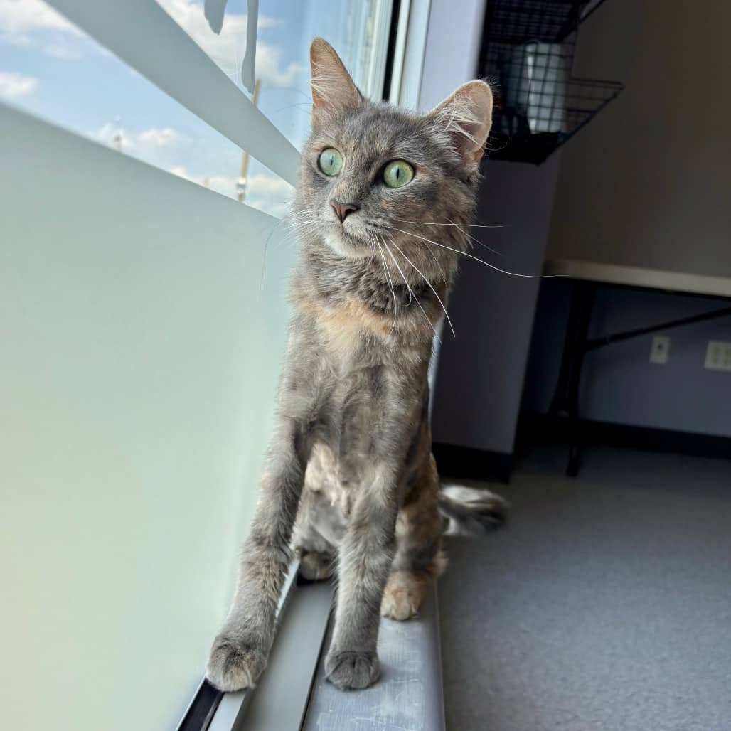 Evie - Domestic Medium Hair cat available for adoption at Saskatoon SPCA in Saskatoon