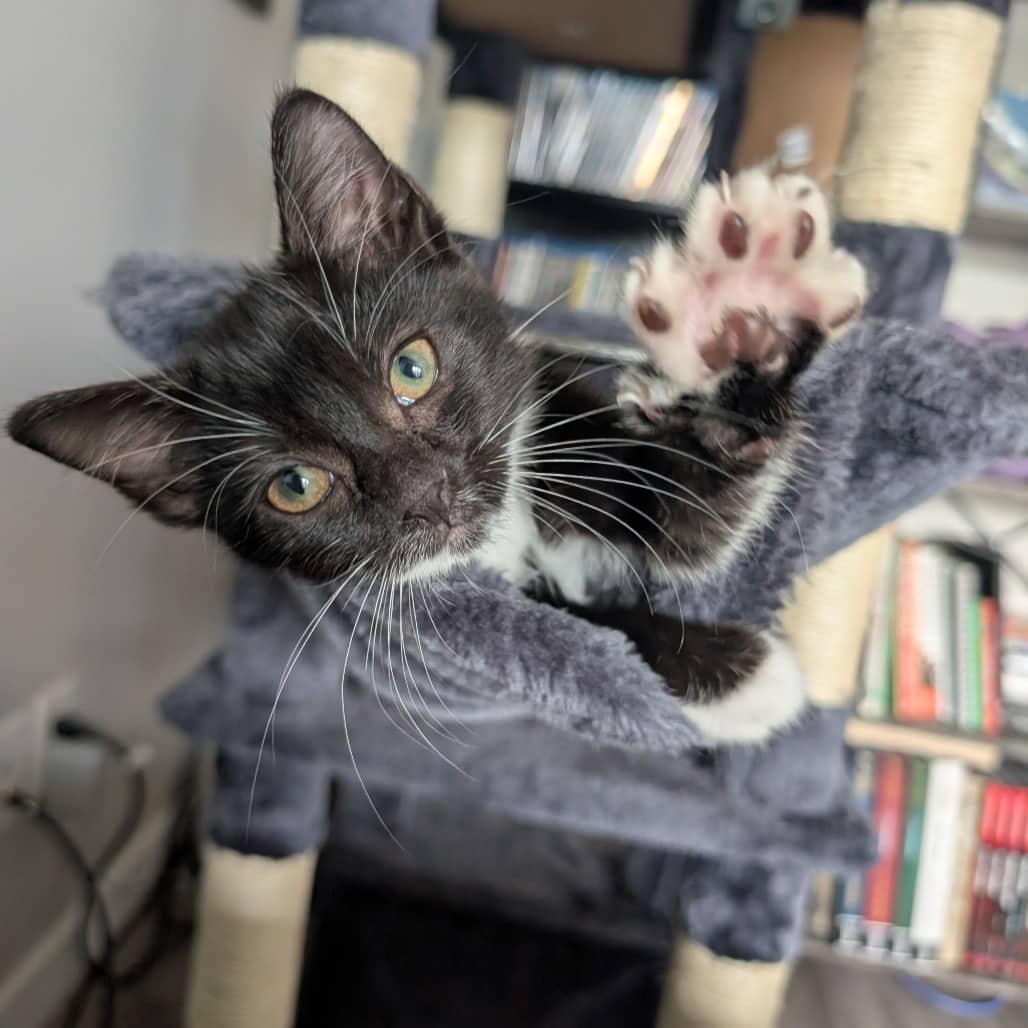 Kiki - Domestic Longhair cat available for adoption at SCARS in Edmonton (1 of 6)