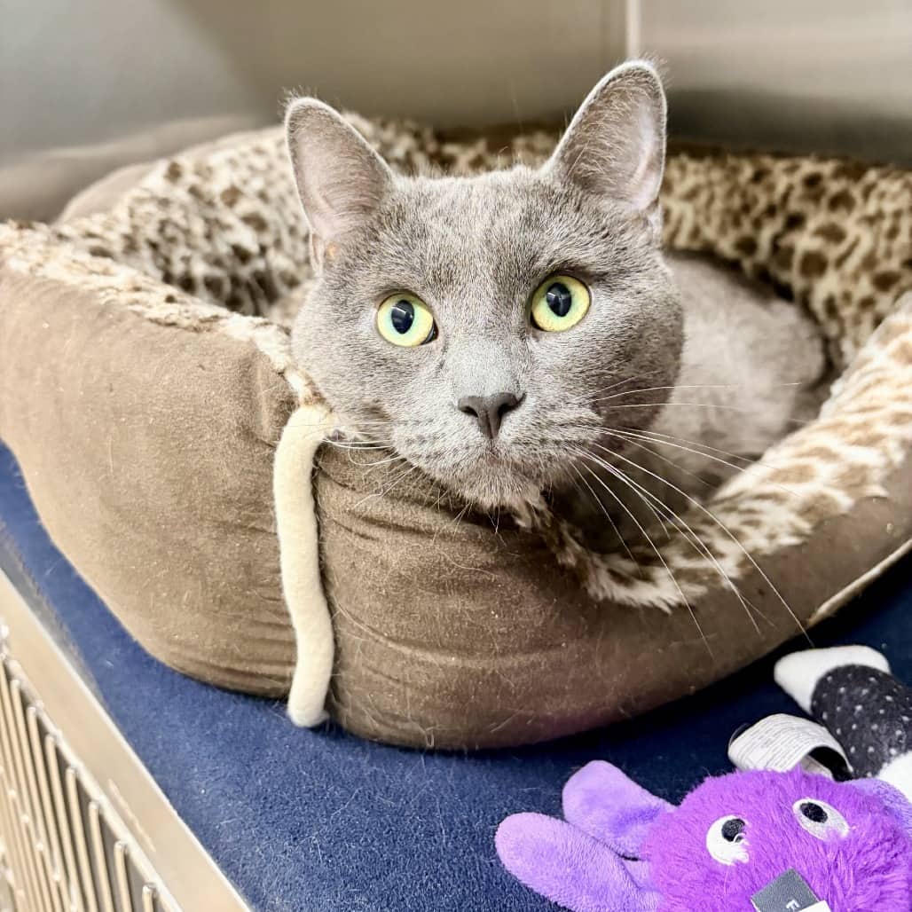 Theo - Domestic Shorthair available for adoption