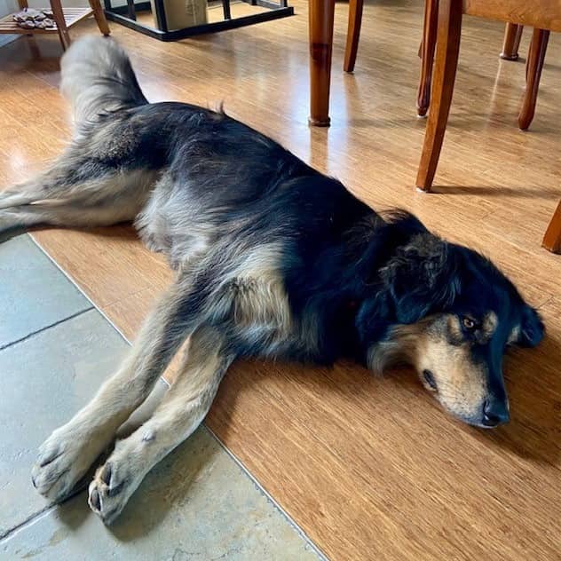 Latte - Shepherd, German available for adoption in Saskatchewan