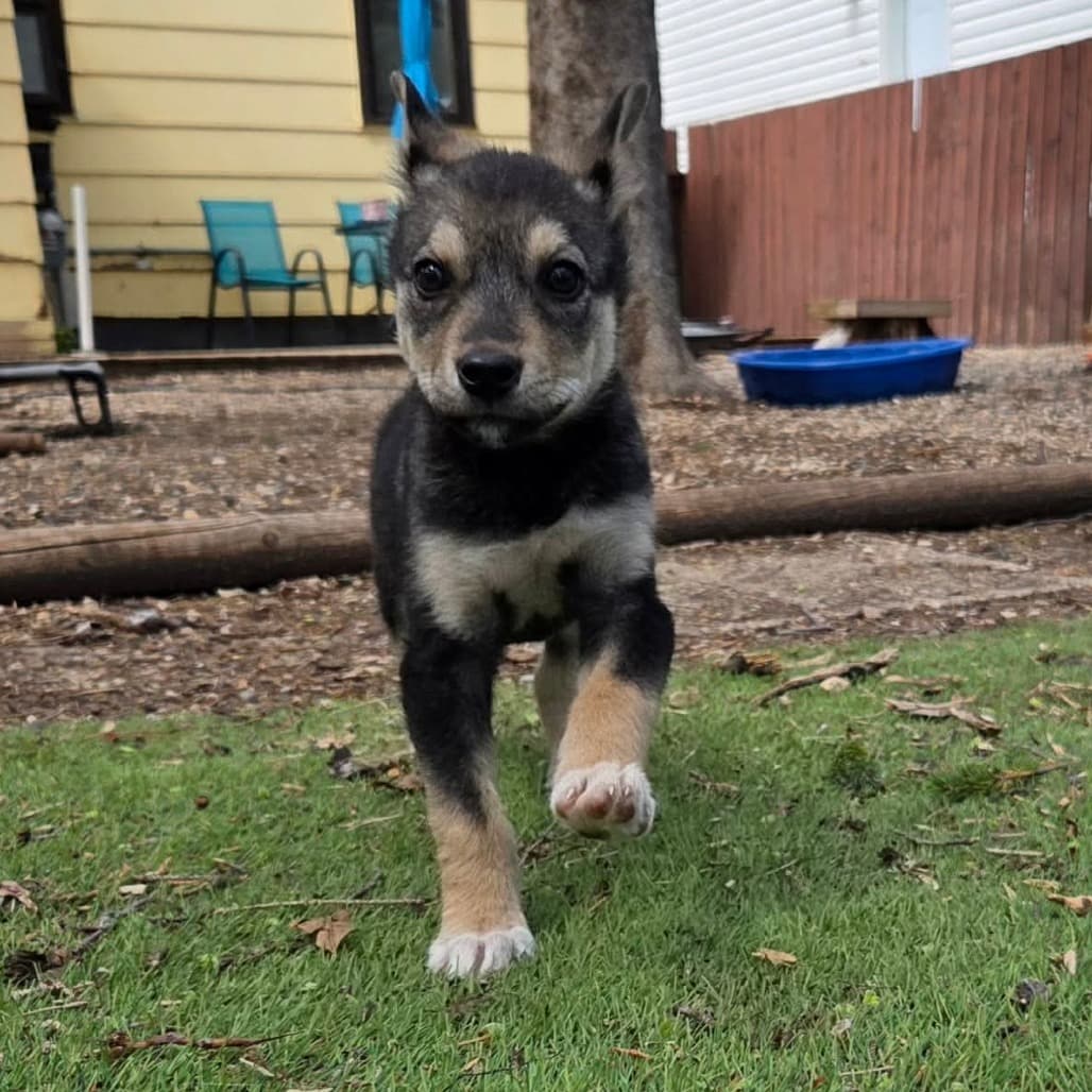 Speck - Mixed Breed (Medium) available for adoption in Calgary