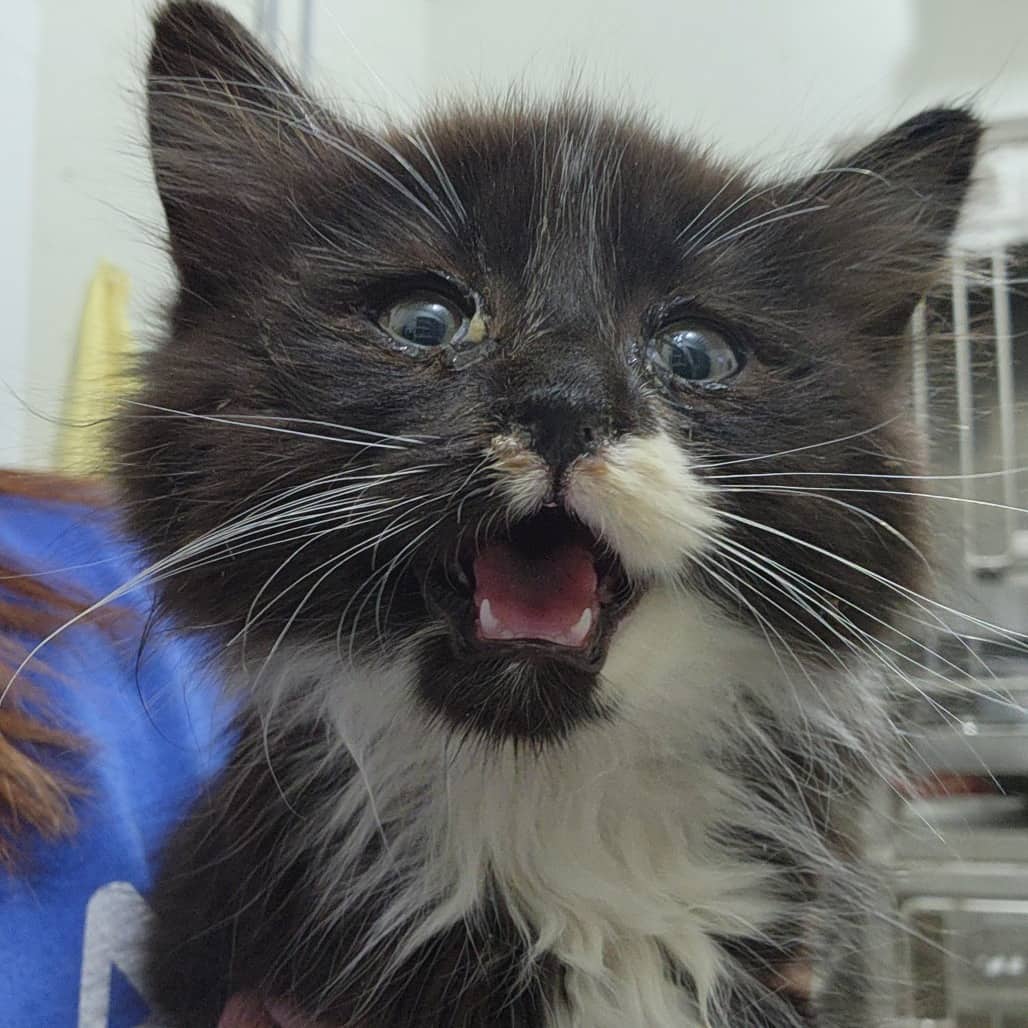 Frankenstein - Domestic Longhair available for adoption