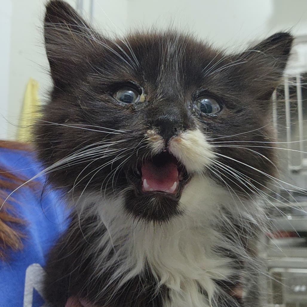 Frankenstein - Domestic Longhair cat available for adoption in Calgary