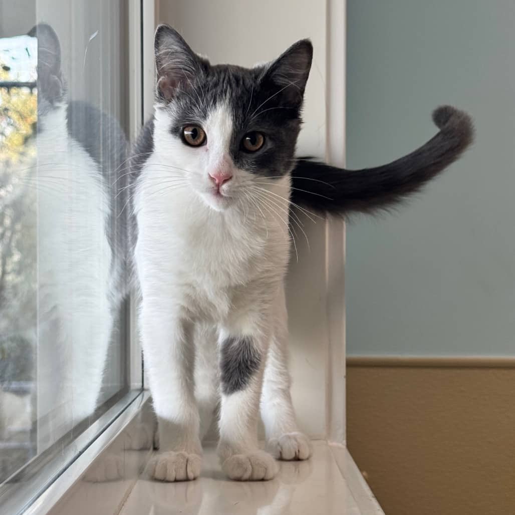 Timbuktu - Domestic Shorthair available for adoption