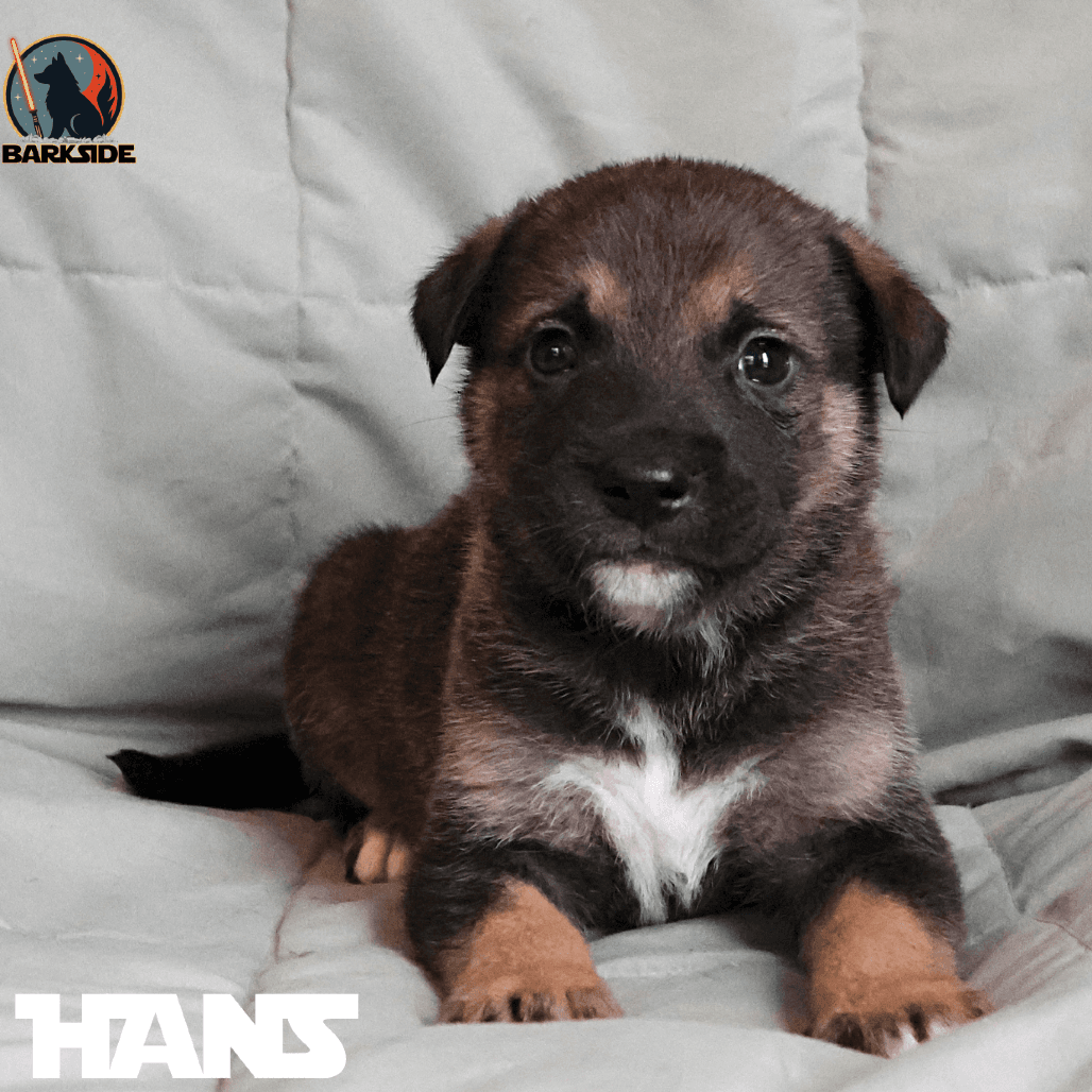 Han Solo - Mixed Breed available for adoption in Calgary