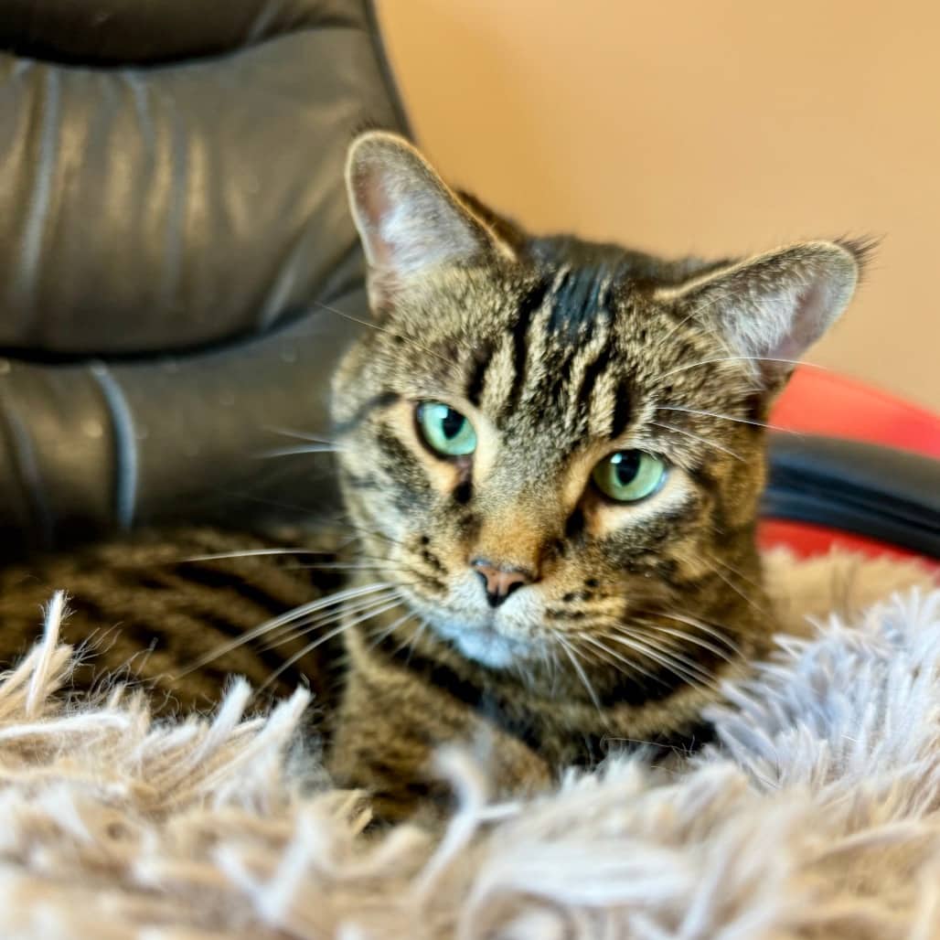 Morgan - Domestic Shorthair cat available for adoption at SCARS in Edmonton (1 of 6)