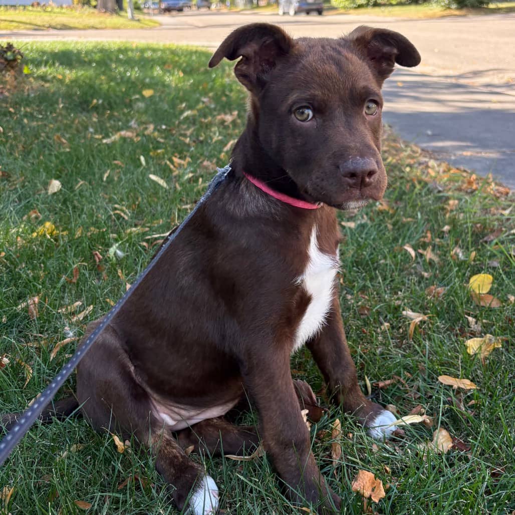 Athena - SHEPHERD/MIX available for adoption in Calgary