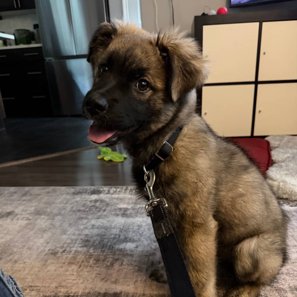 Atlas (Koda) - COLLIE, BORDER/MIX available for adoption at SCARS in Calgary (1 of 6)