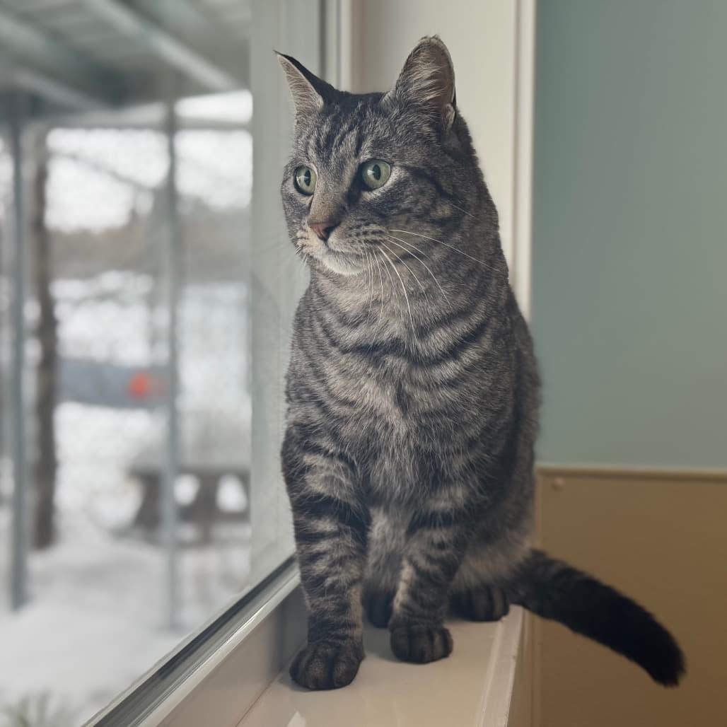 Sergeant Grey - Domestic Shorthair cat available for adoption at Prince Albert SPCA in Prince Albert
