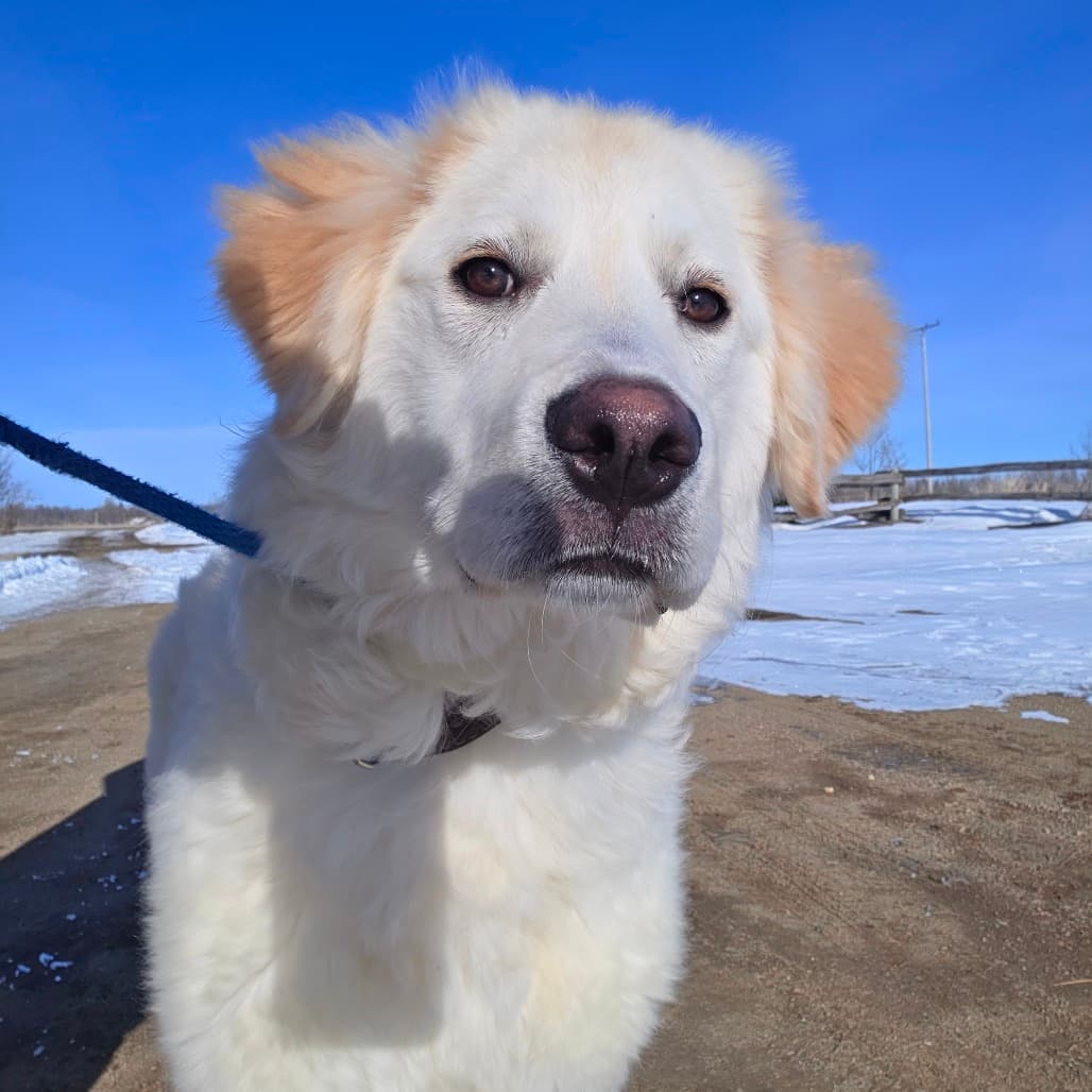 Perdita - Pyrenees, Great/Retriever available for adoption